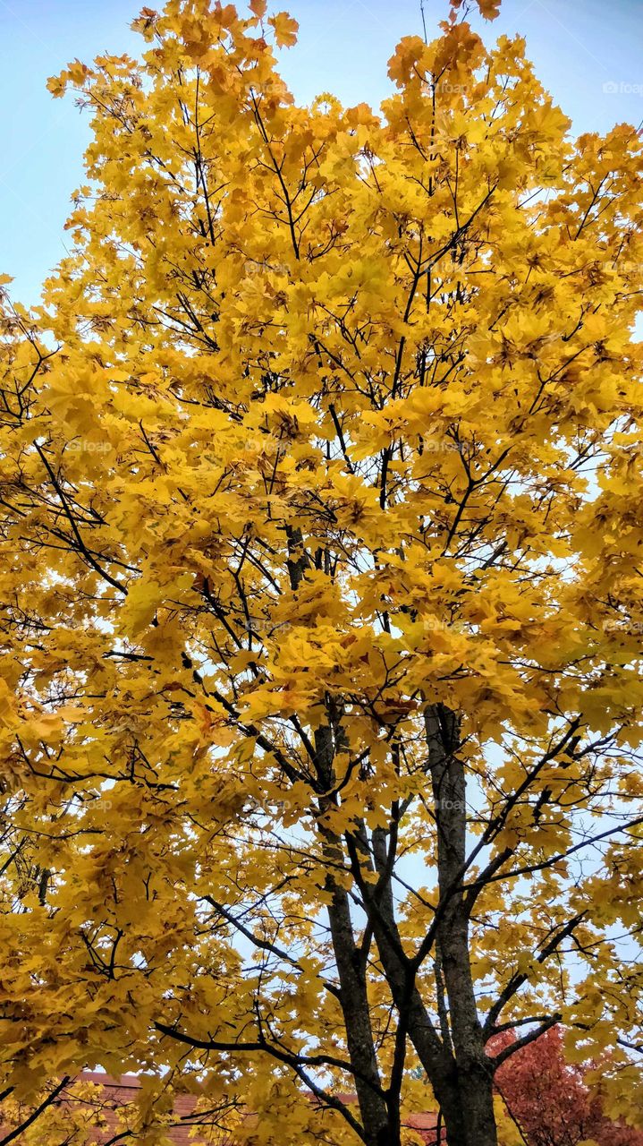 Maple in fall colors