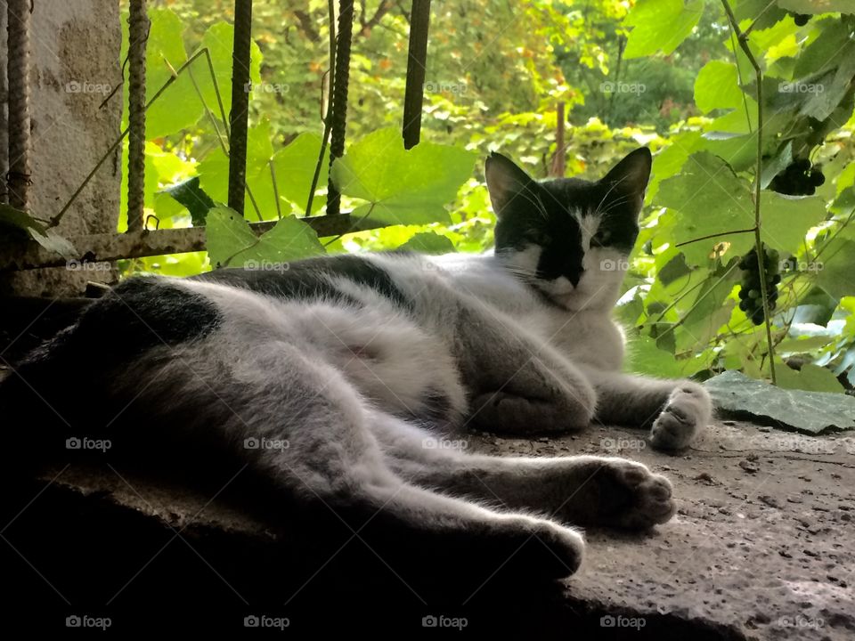 black/white cat 