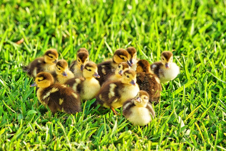 Flock of muscovy ducklings on grassy field