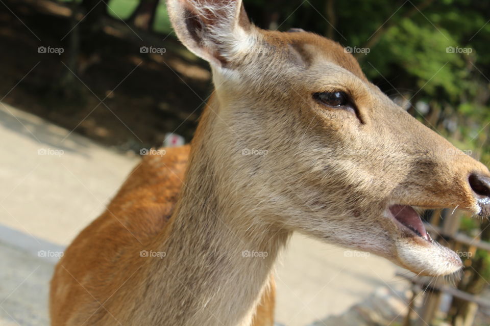 nara deer