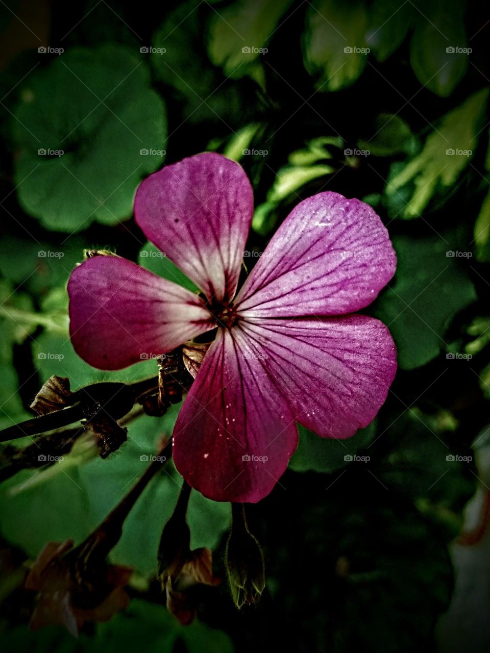 pink flower