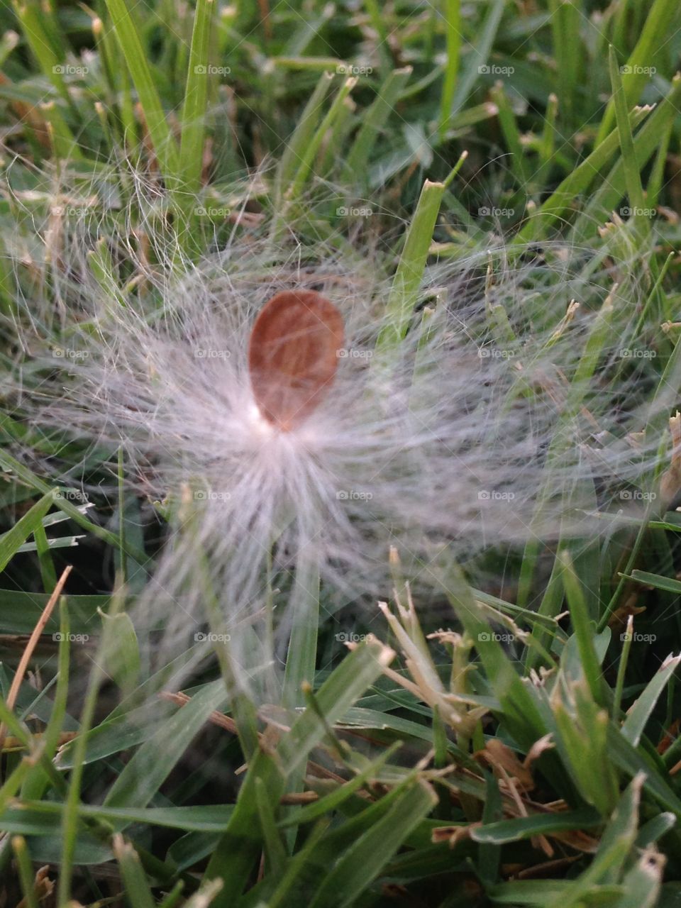 Fly with the wind . Milkweed Seed pod 