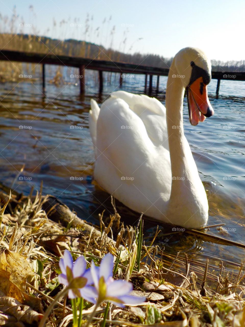 Hepaticas and swan in Lithuania 