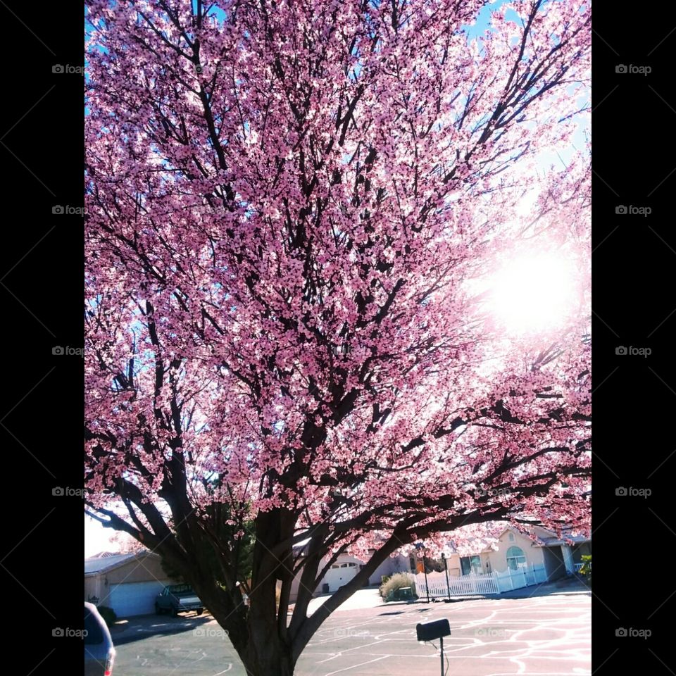 blossom tree