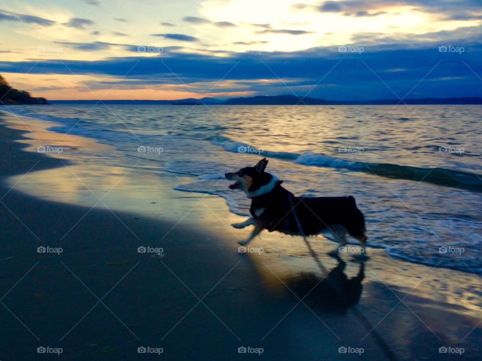 Dog playing at the beach 