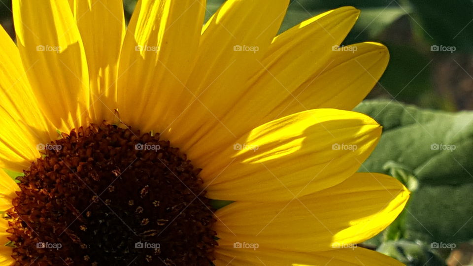 sunflower