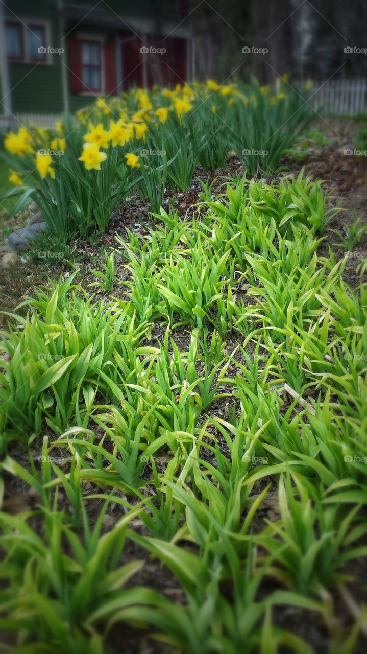 Spring Lawn