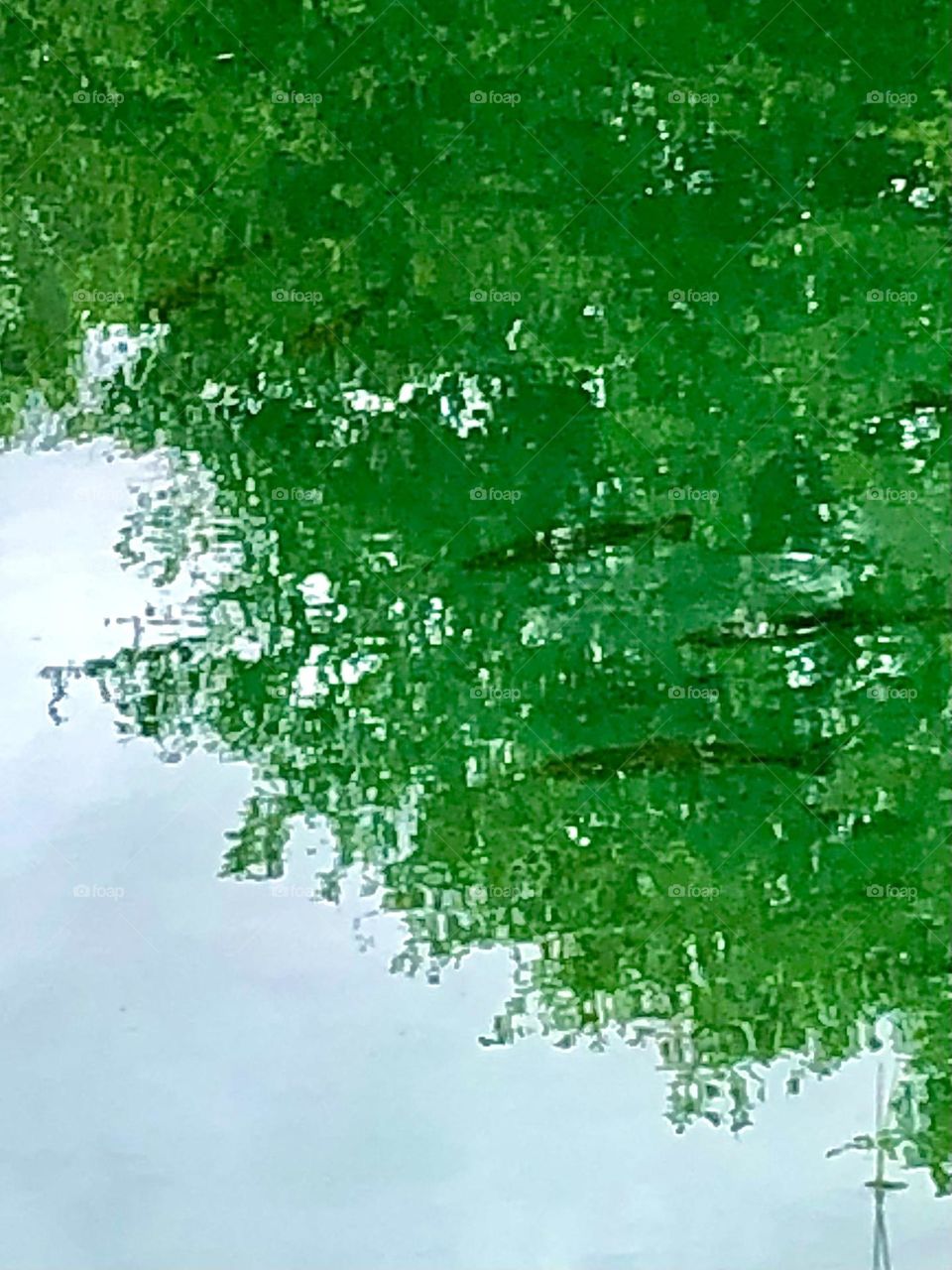 Reflection of the live oak leaves in my pond, with the growing bass swimming about!