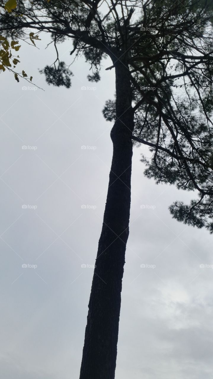 Tree, No Person, Wood, Nature, Outdoors