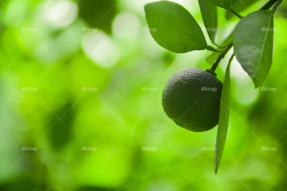 a fresh green lime