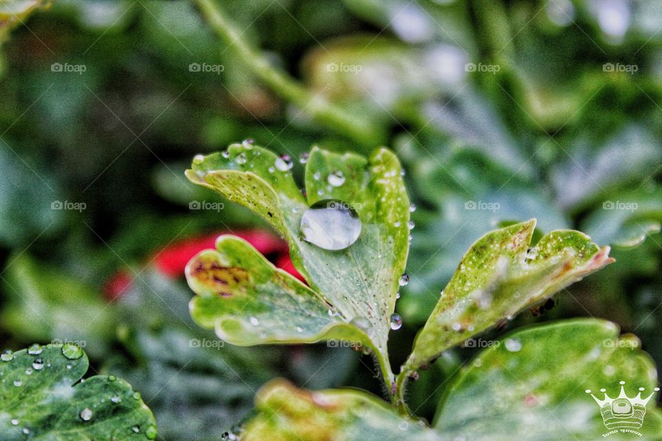 drops of water on a leaf after the rain.