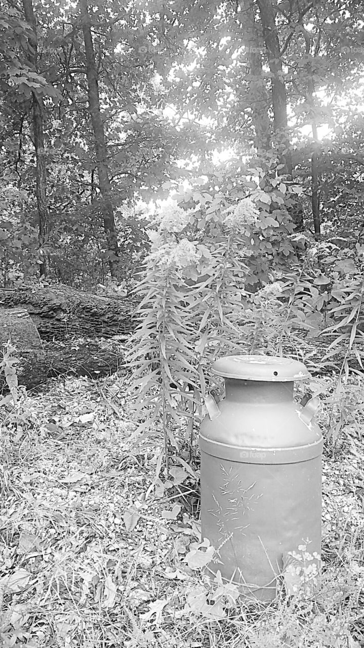 vintage milk can in the woods