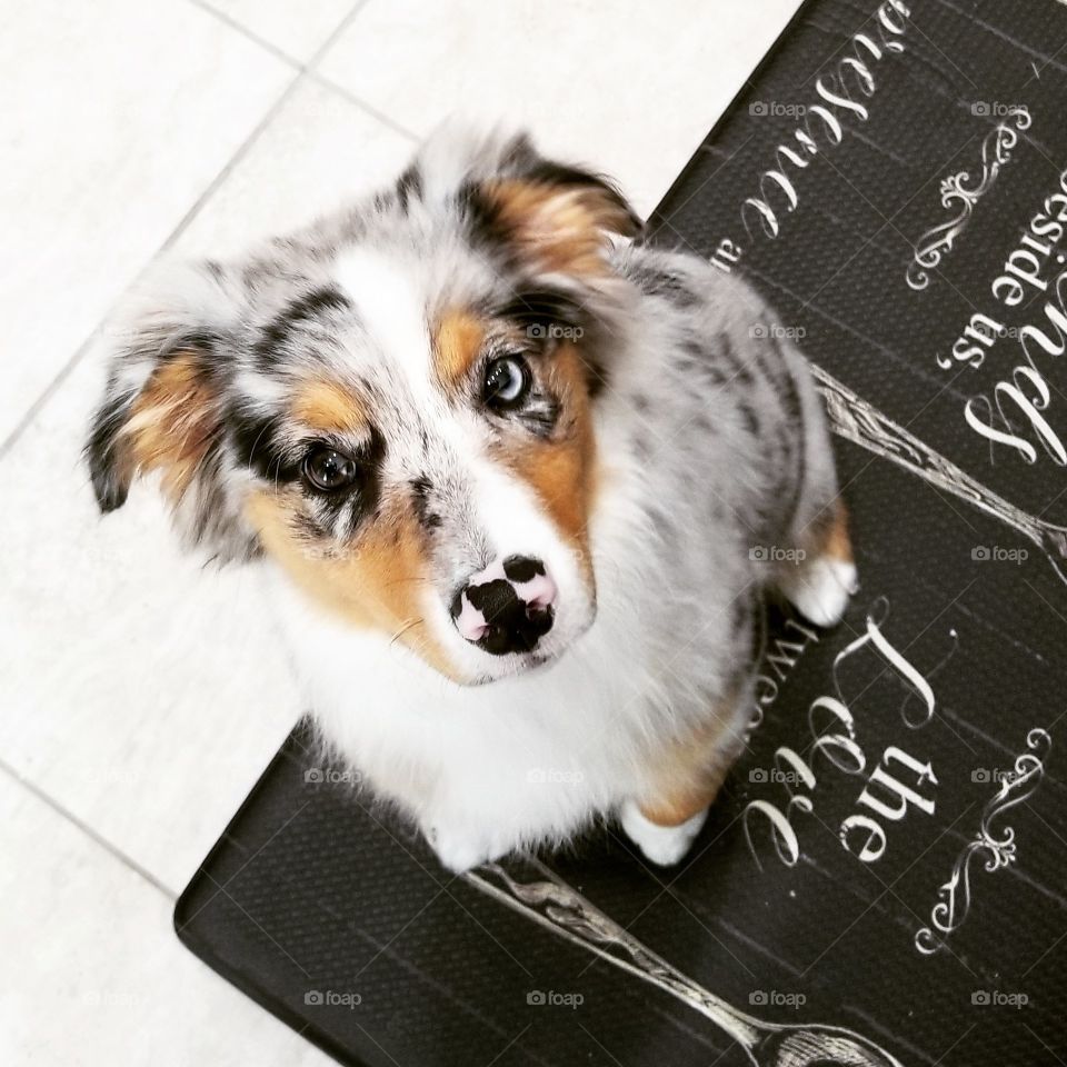 dog luna australian shepherd