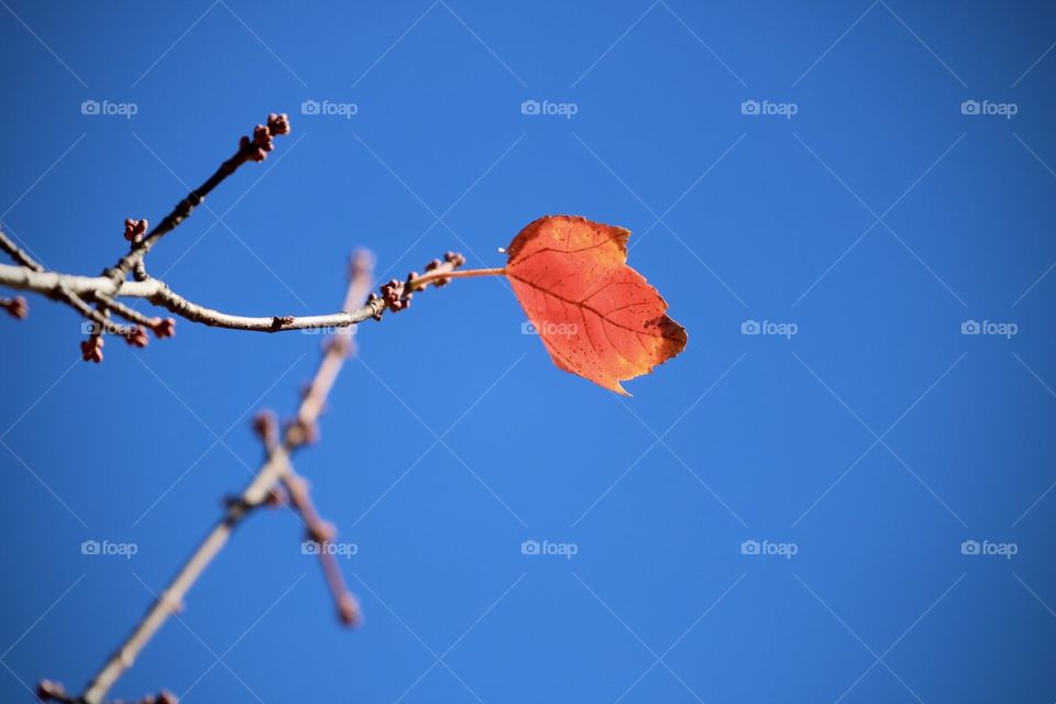 Last leave of summer 