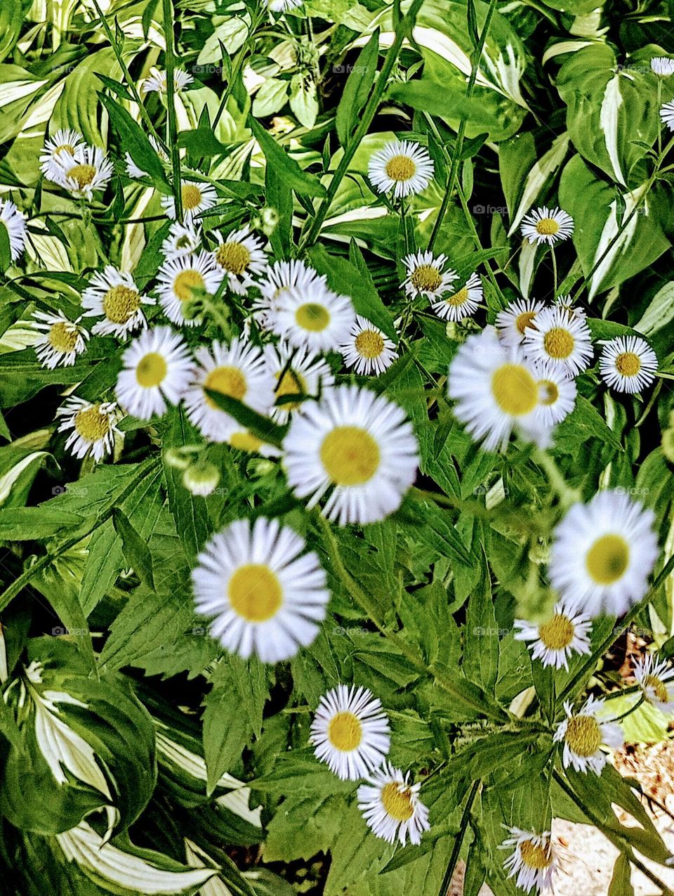 Blossoms of Yellow and White