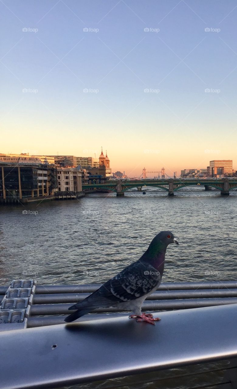 Birds view of London
