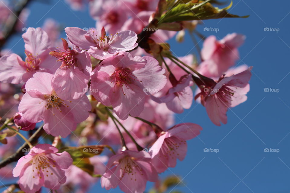 Beautiful cherry flower
