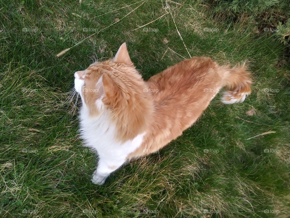 A handsome orange and white cat named Natsu enjoying the day 🌞