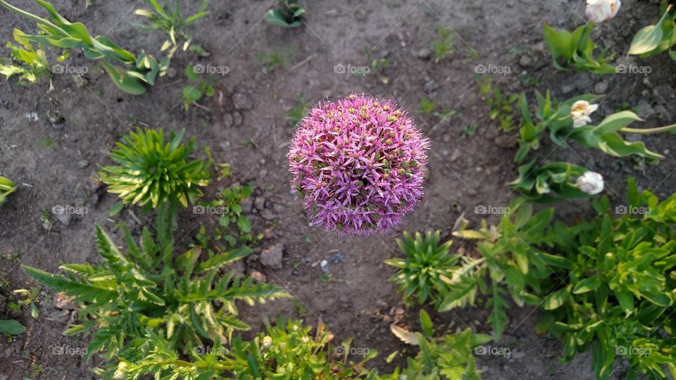 Top down of garden plants.