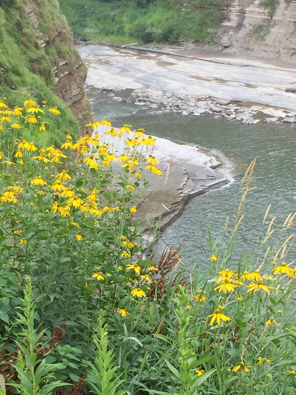 A beautiful scene with rock, water, yellow flowers , in a park in Western New York.