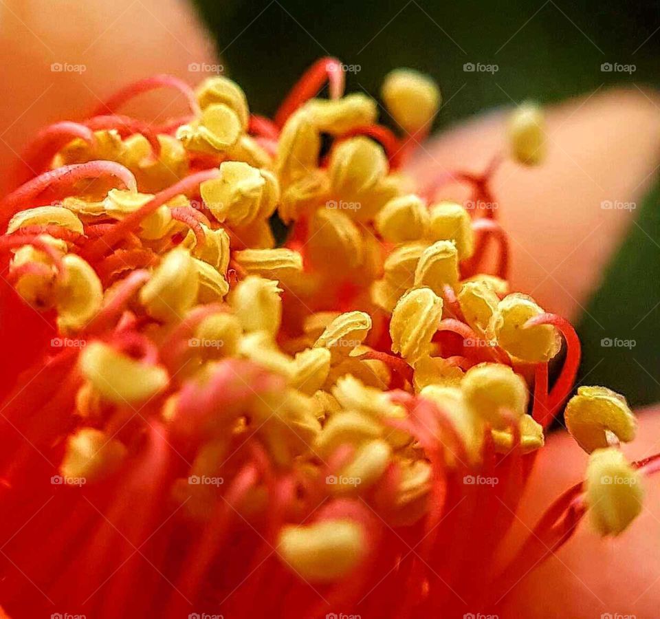 Macro flower pollen ruby.