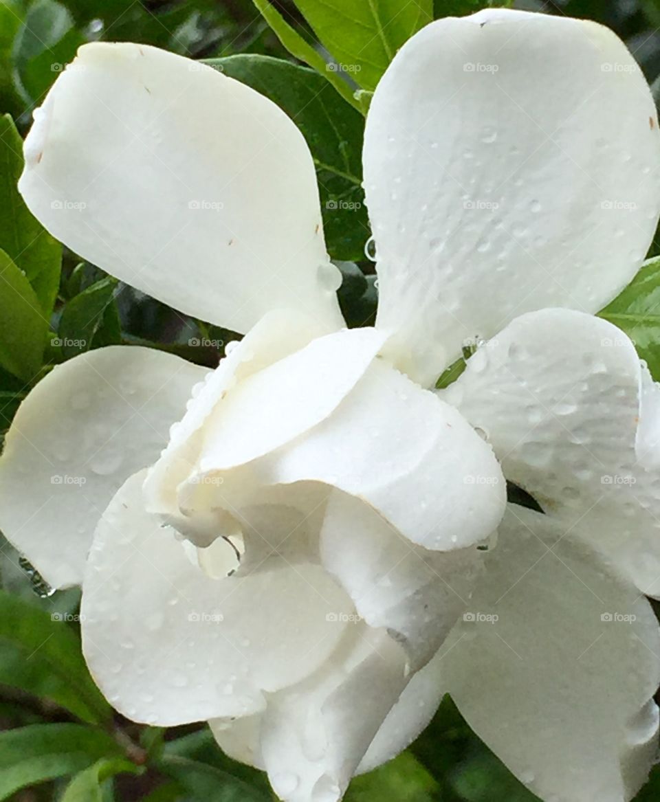 Camellia raindrops