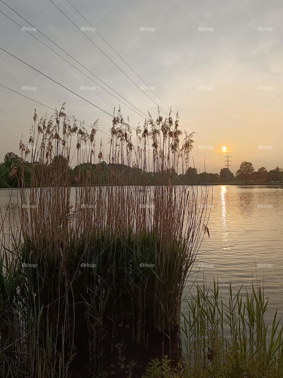 sunset at the edge of the pond