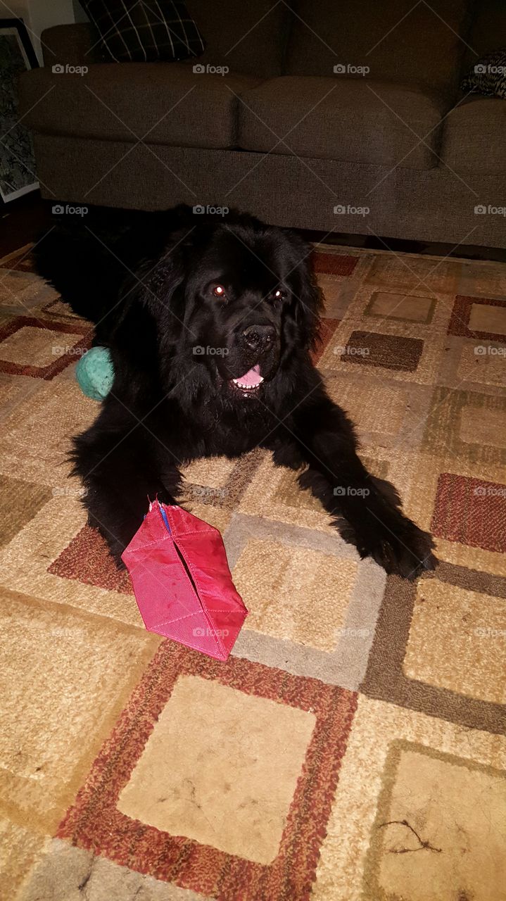 Dog, Mammal, Pet, Cute, Canine