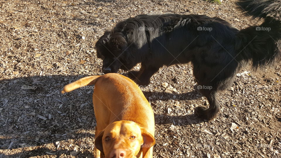 Dog, Mammal, Cute, Canine, Pet