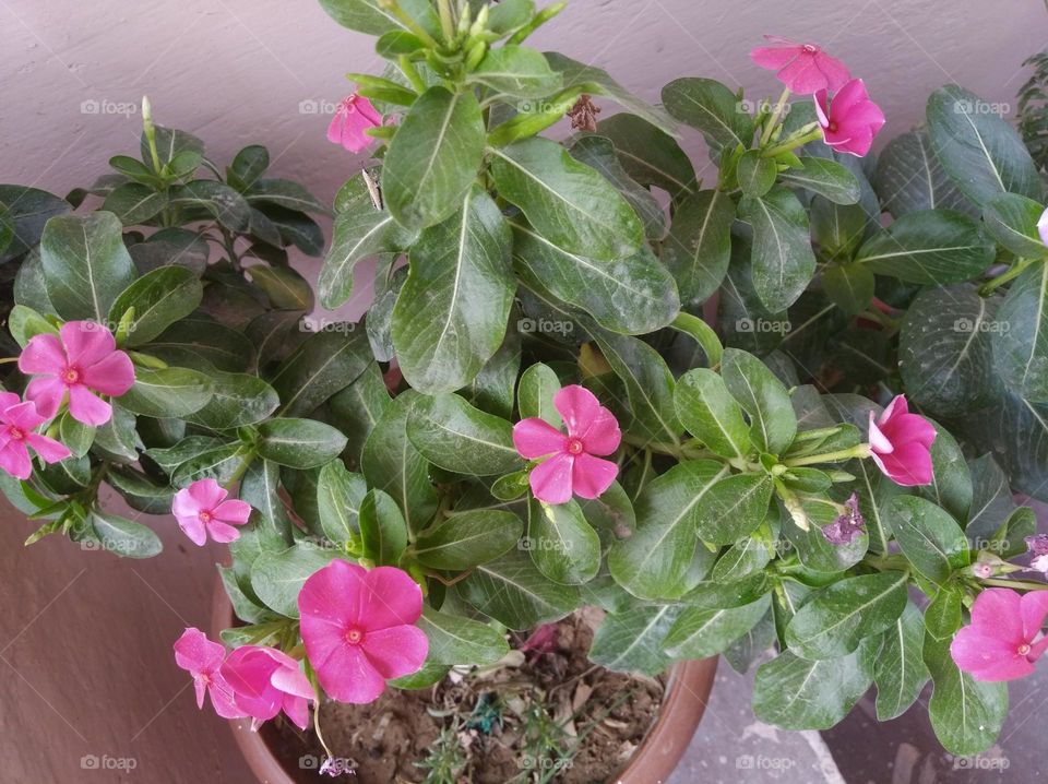 periwinkle pink flower fresh seasonal looking very beautiful generally found everywhere fresh