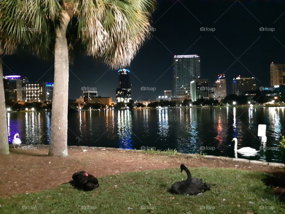 Swans life in Orlando, Florida