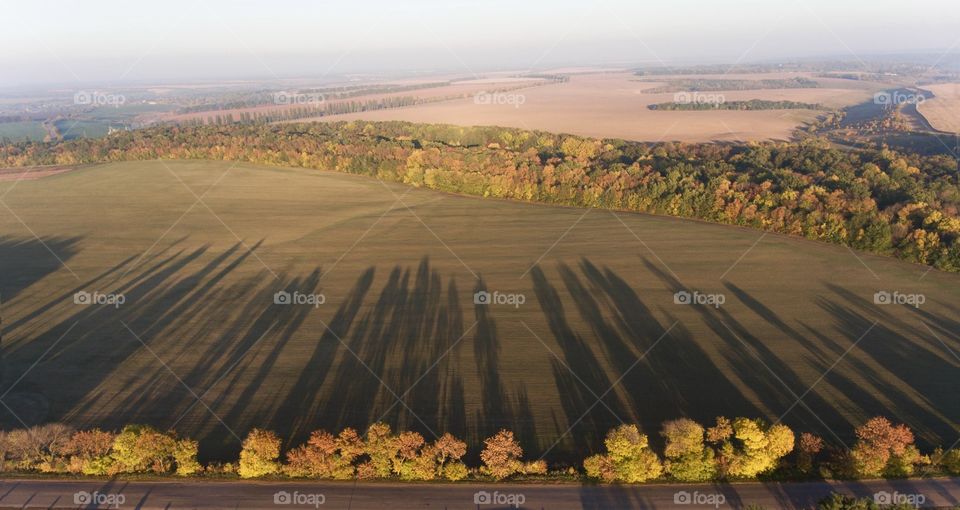 Trees shadow 