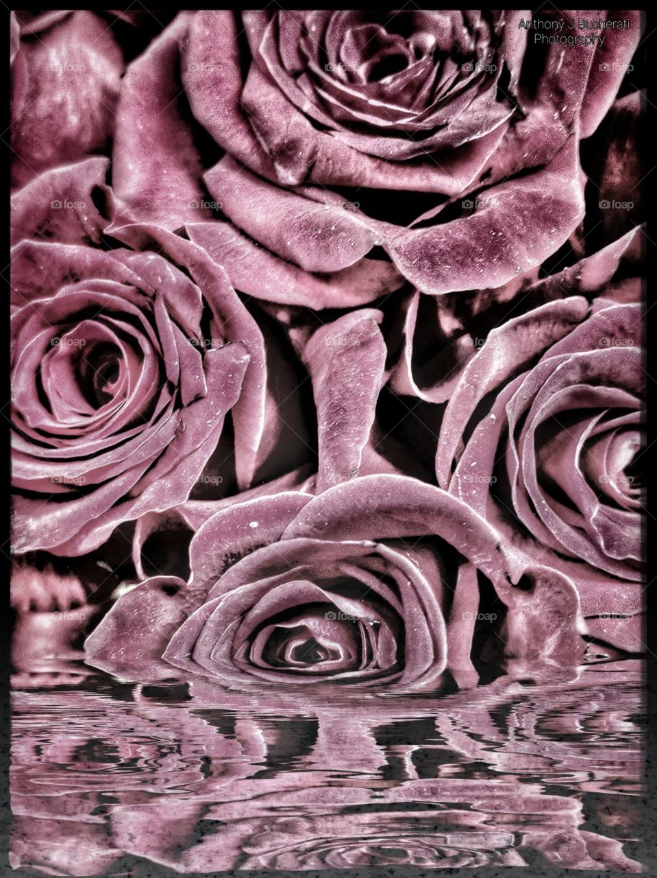 pink roses