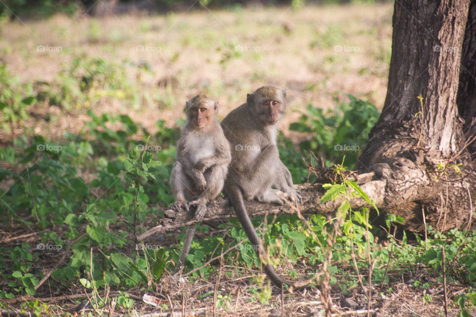 Two monkeys in the forest