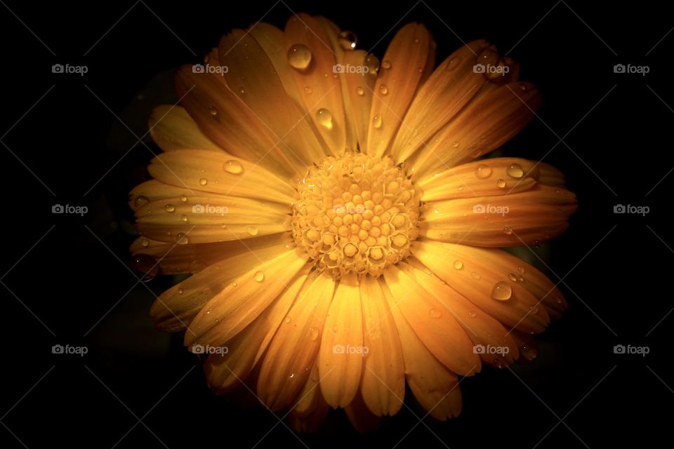 Closeup of one beautiful orange colored blooming daisy flower with raindrops, dark background 