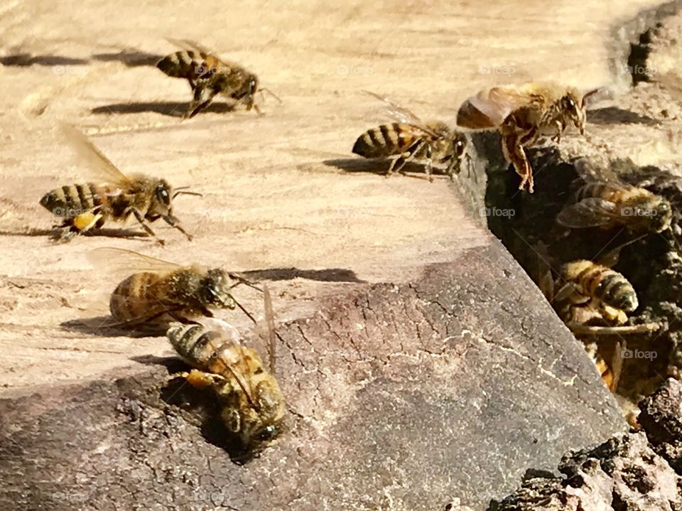 Honeybees Collecting Pollen On A Warm Winter Day