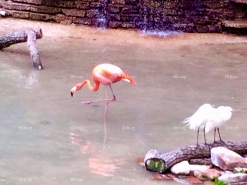 Pink flamingo