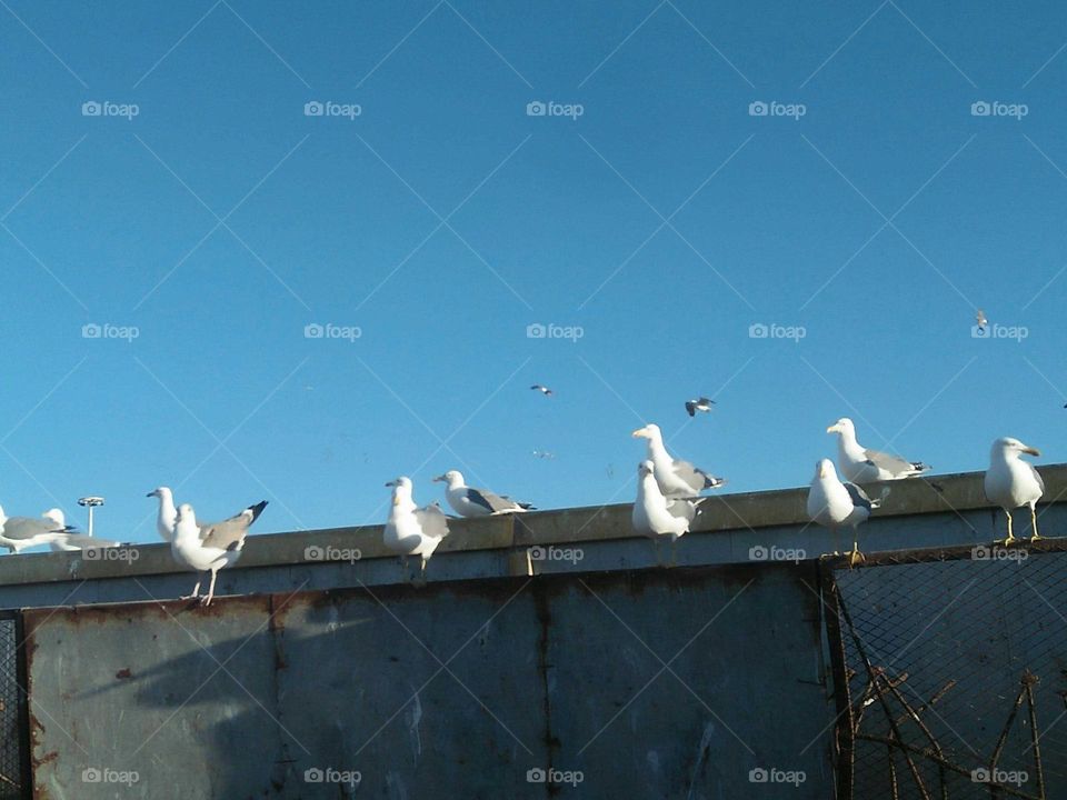 Flock of seagulls lined on a roof