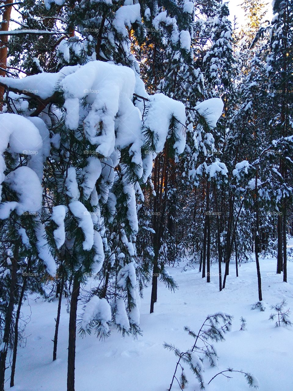 Snow covering pine trees in winter woodland