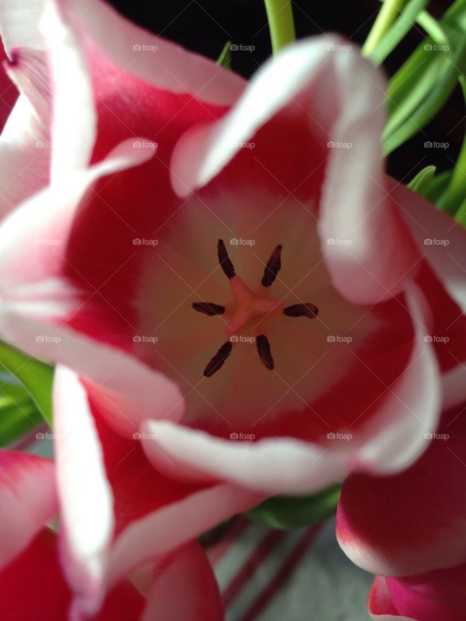 Tulip