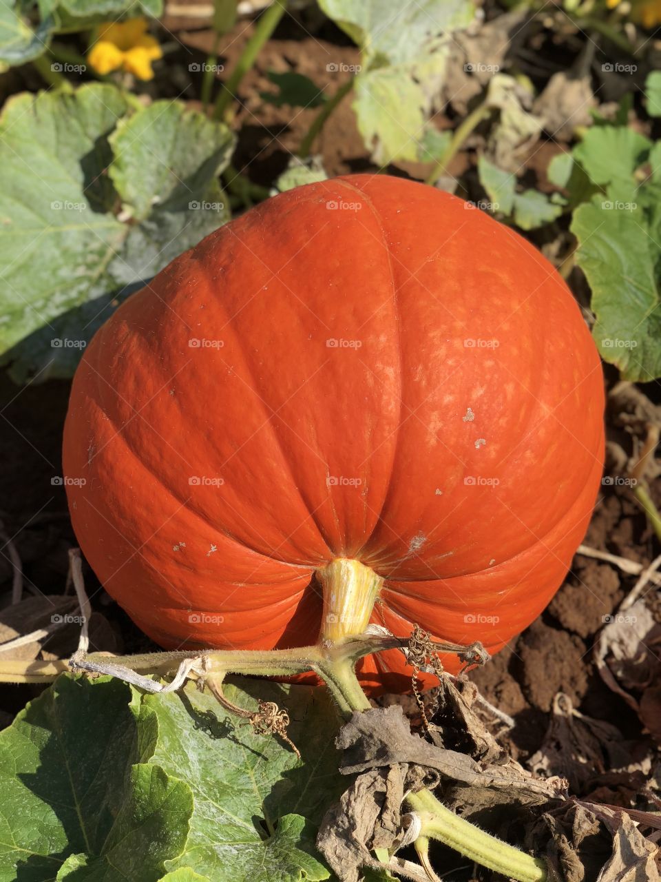 Pumpkin patch 