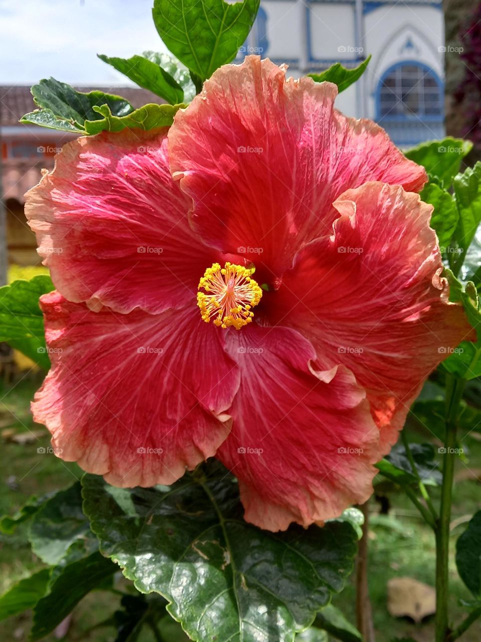 beautiful red flowers