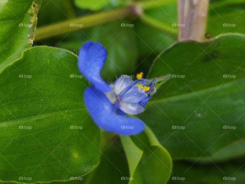 Gewor flowers or grass are weeds that are commonly found in rice fields and are also often used as vegetables or salad