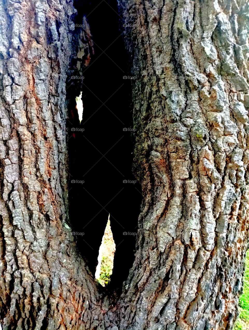 Trees and bark