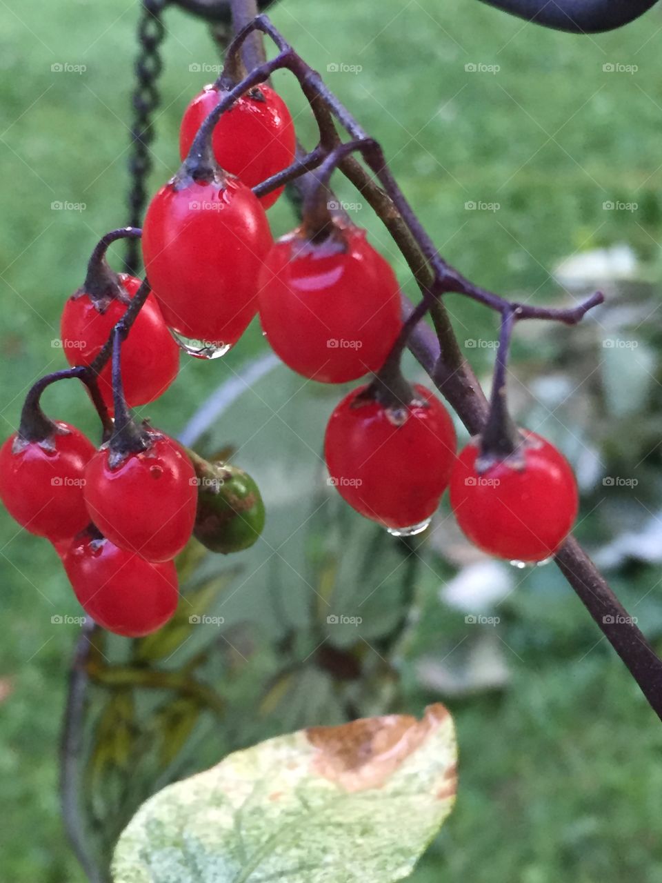 Rain Berries