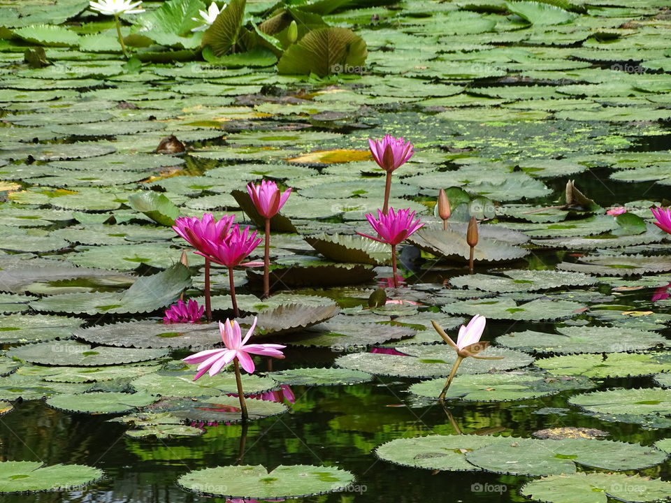 Lotus in the lake