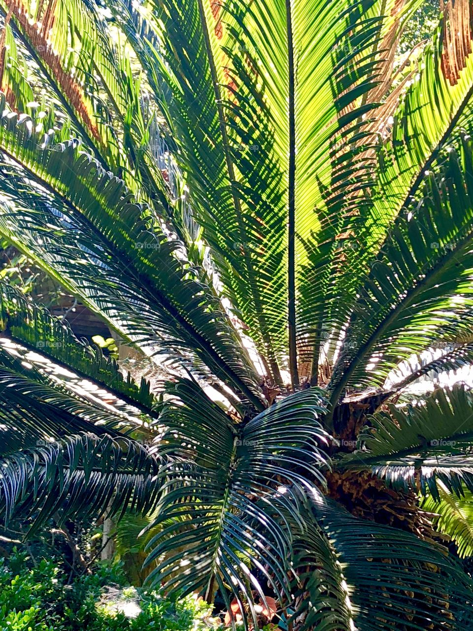 Large palm plant