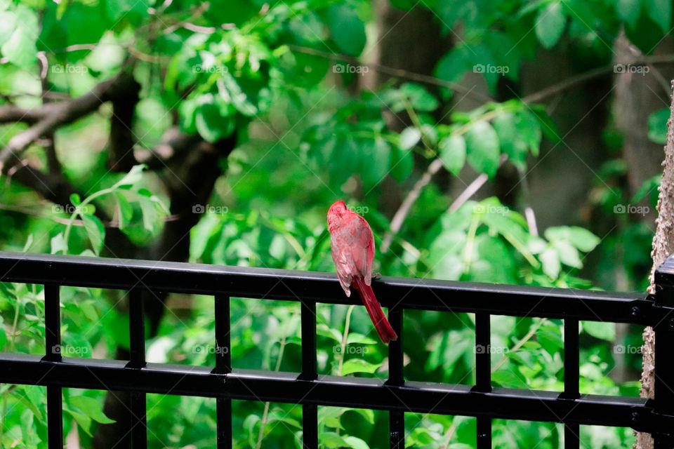 Cardinal on a fence