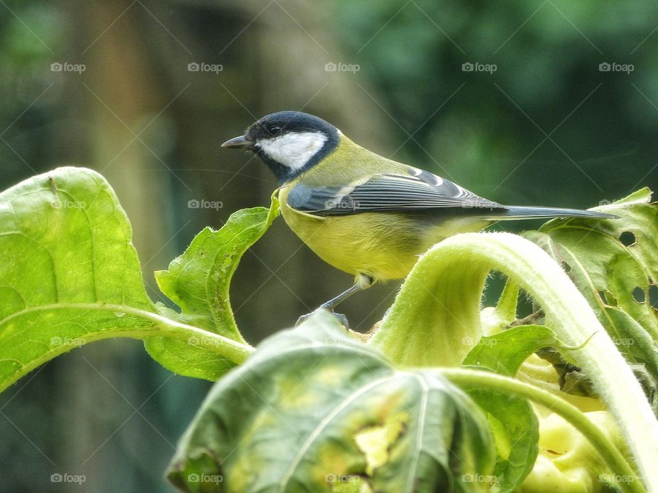 Bird on plant