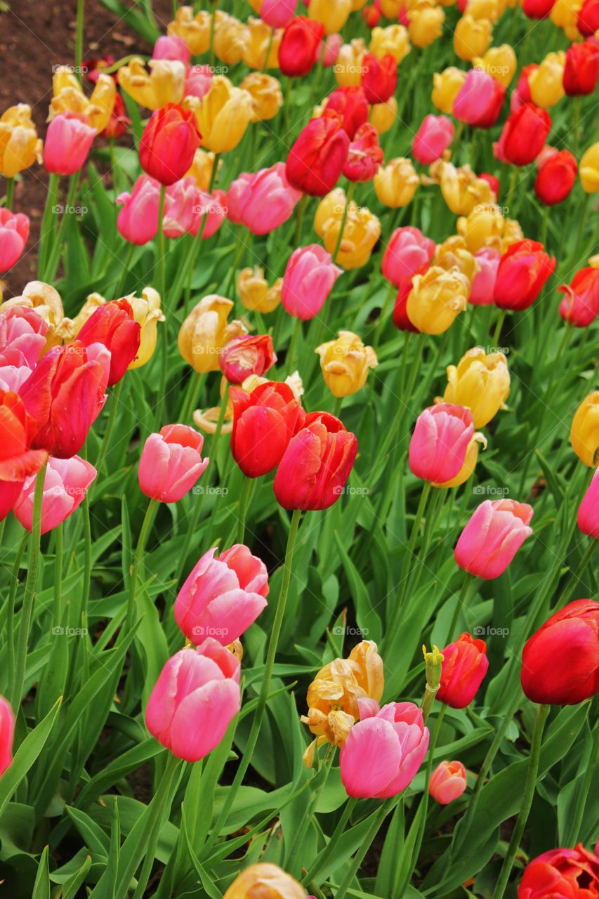 High angle view of tulips